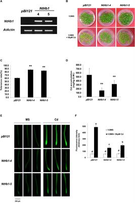 Frontiers | Expression of the Tobacco Non-symbiotic Class 1